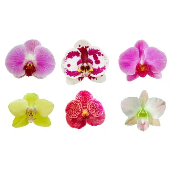 Natural Orchids 